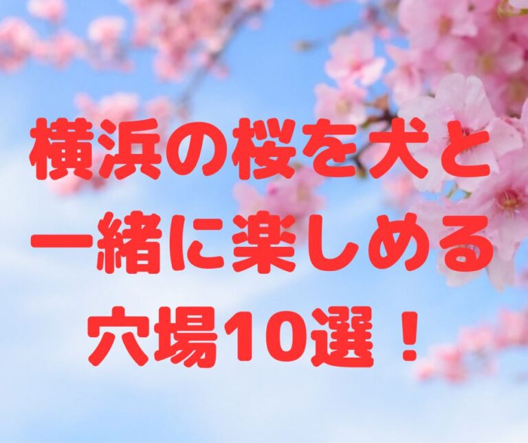 横浜の桜を犬と一緒に楽しめる穴場10選